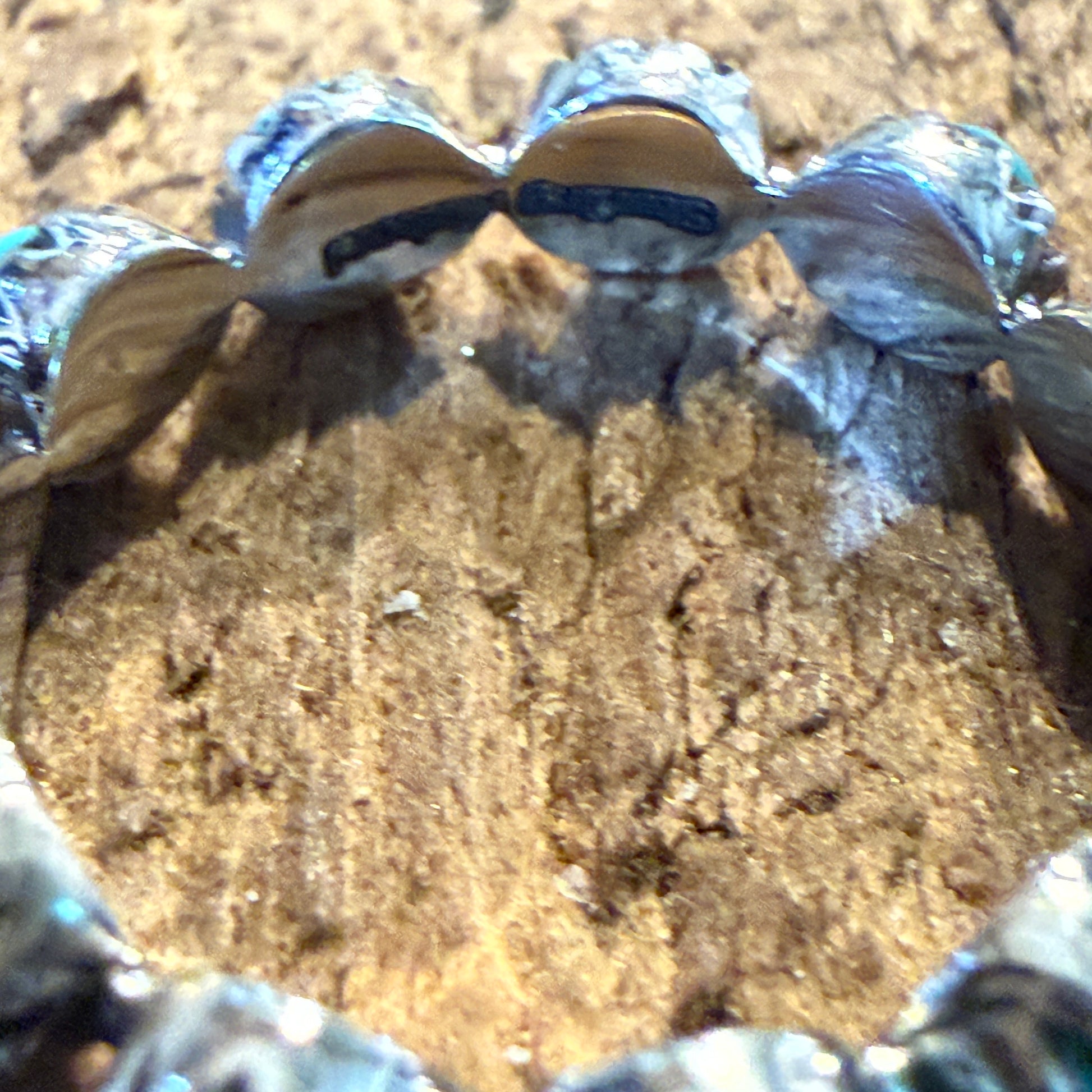 Kingman Turquoise Stackable Ring Sterling Silver Size 6 Wild West Boho